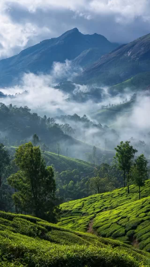 Places to Visit in Kerala - Munnar Tea Plantations in Idukki